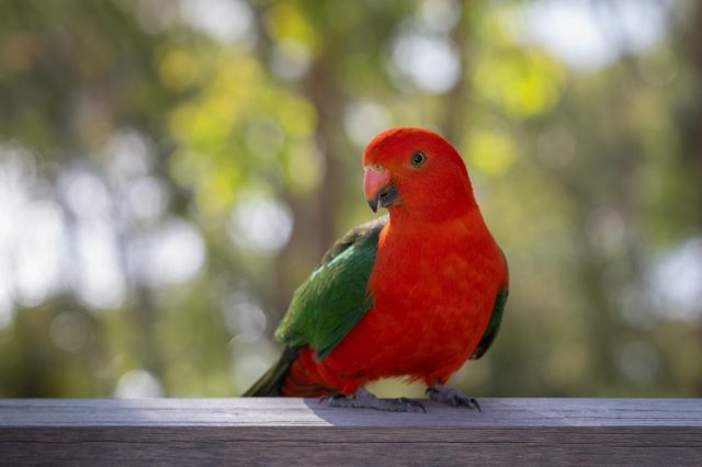 australian-king-parrot-8345064_1280