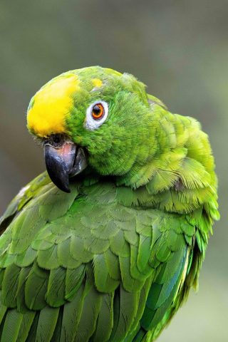 parrot-9295172_1280